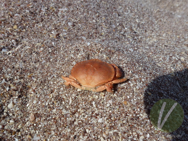 Strandkrabbe: 