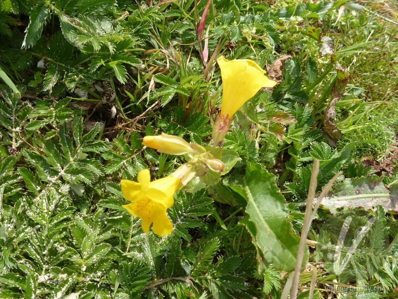 Gefleckte Gauklerblume: Blüten