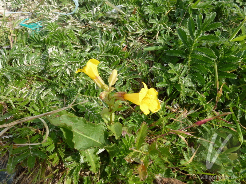 Gefleckte Gauklerblume: Blüten