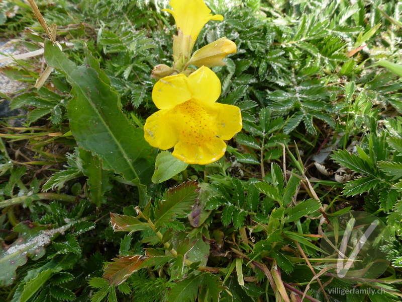 Gefleckte Gauklerblume: Blüten