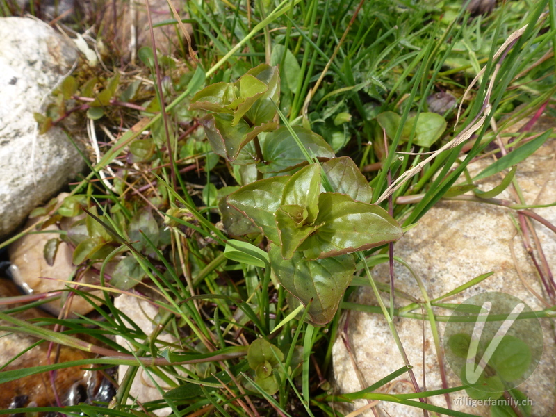 Gefleckte Gauklerblume: Blätter