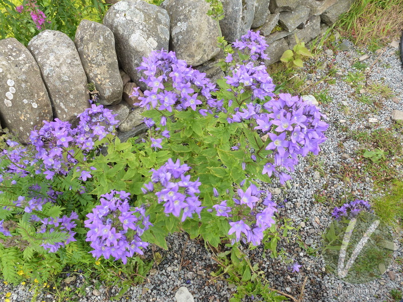 Riesen-Glockenblume: Gesamtbild