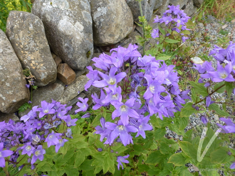 Riesen-Glockenblume: Blüten