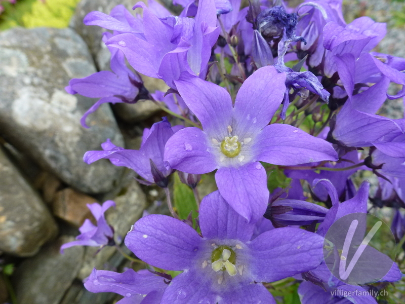 Riesen-Glockenblume: Blüten