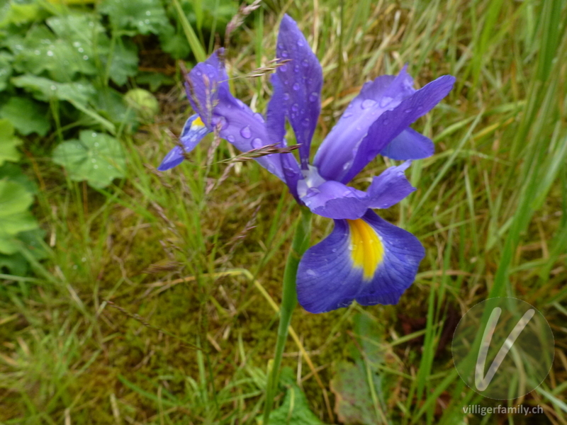 Schwertlilie: Blüten