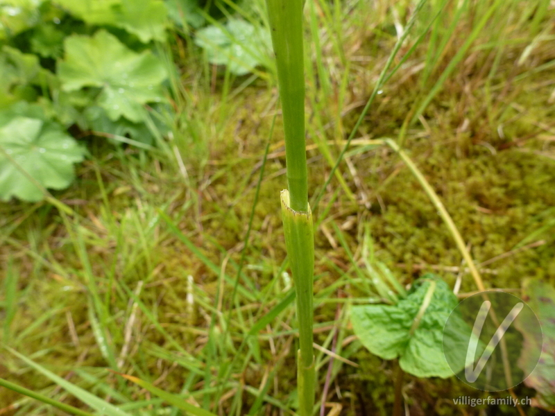 Schwertlilie: Stengel