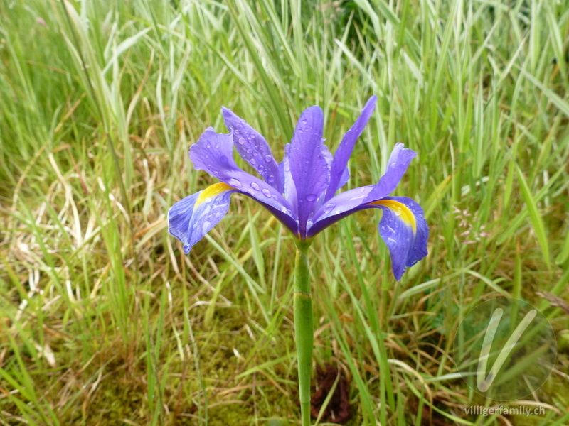 Schwertlilie: Blüten