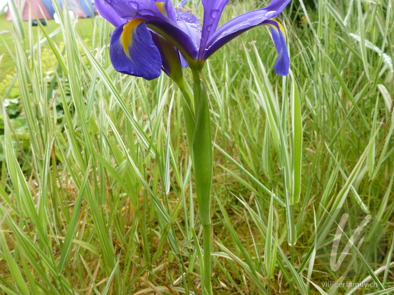 Schwertlilie: Blätter