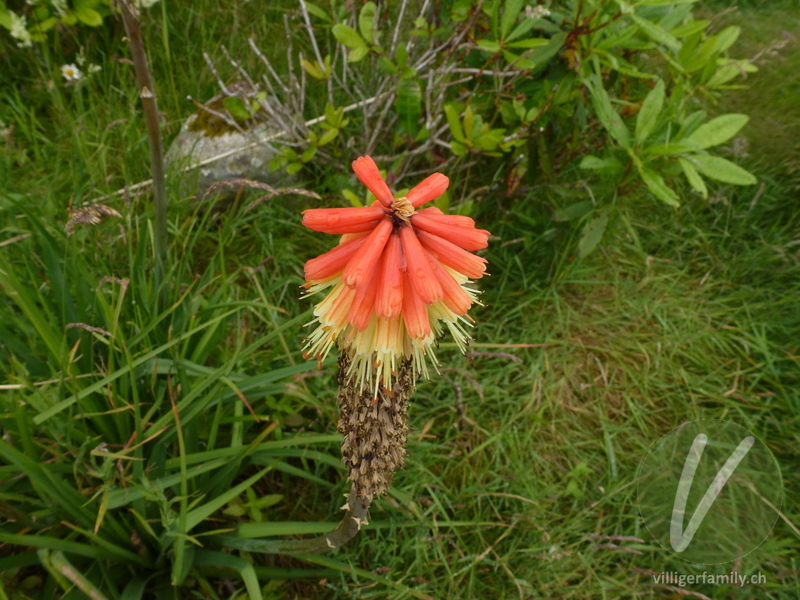 Fackellilie: Blüten