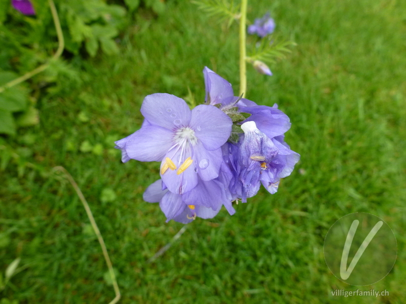 Himmelsleiter: Blüten