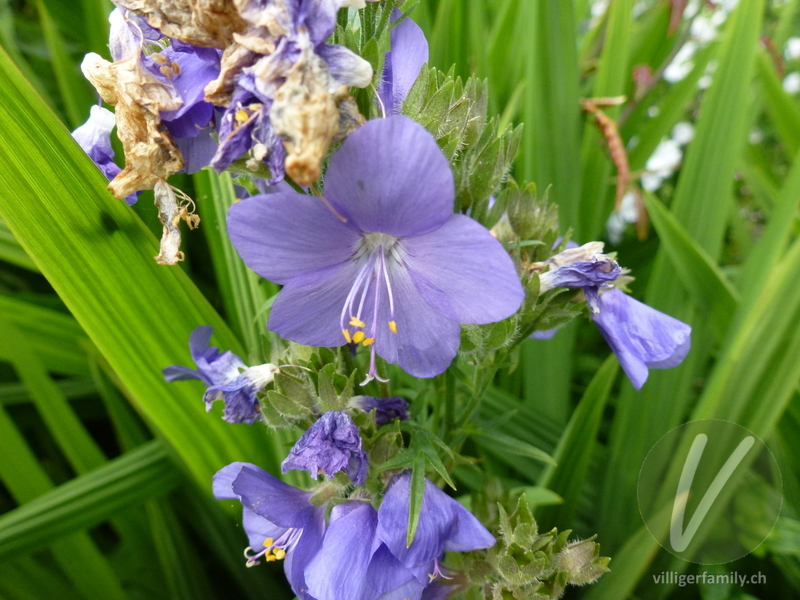 Himmelsleiter: Blüten