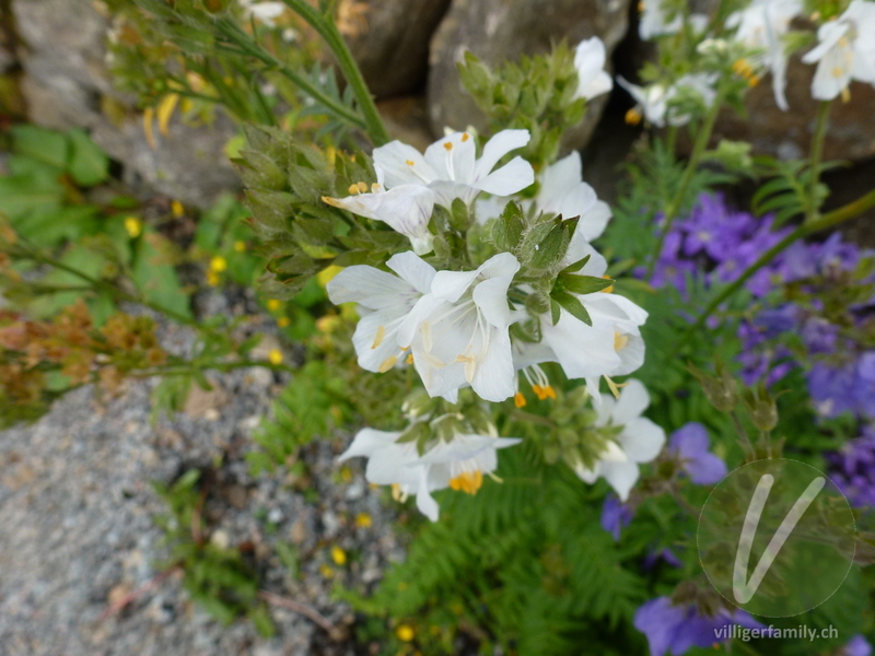 Himmelsleiter: Blüten