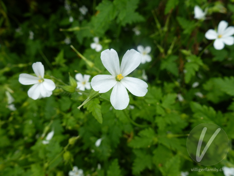 Ruprechtskraut: Blüten
