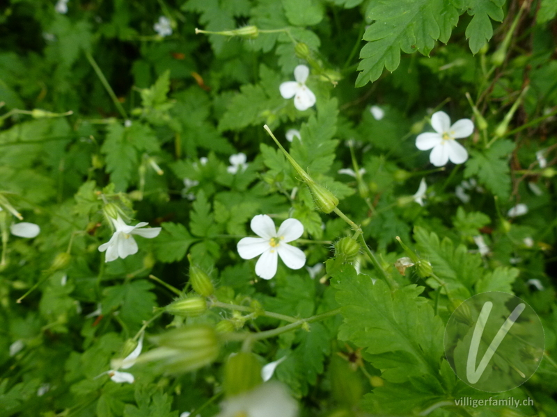 Ruprechtskraut: Blüten