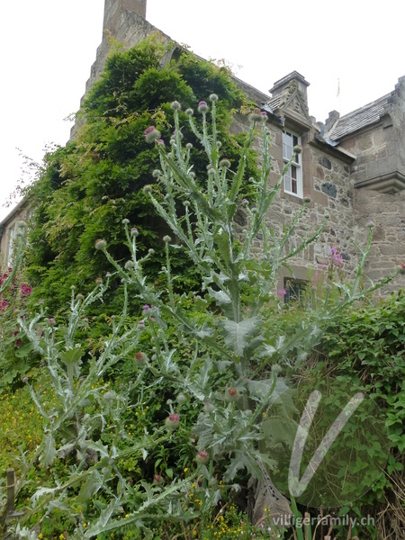 Eselsdistel: Gesamtbild