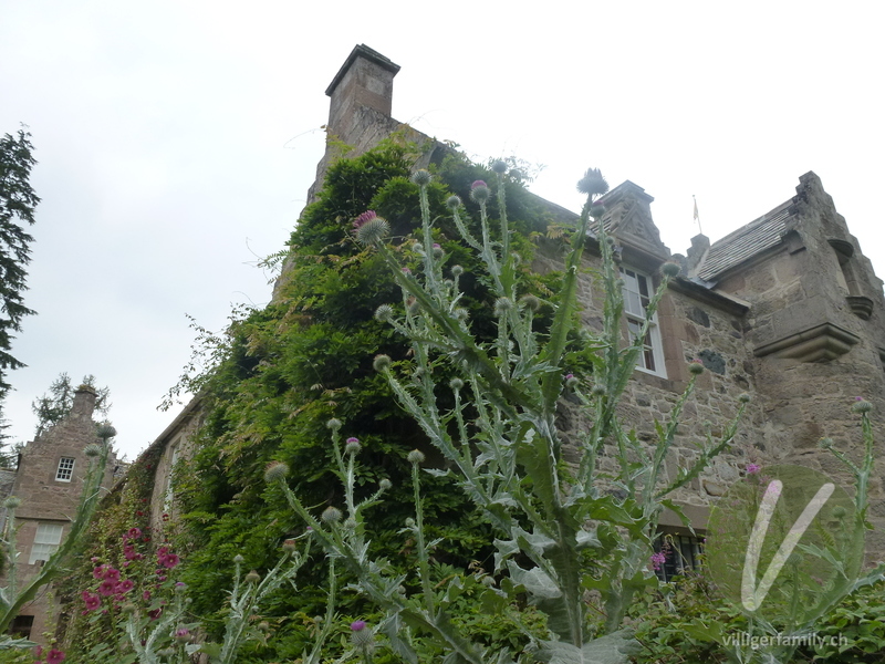 Eselsdistel: Gesamtbild