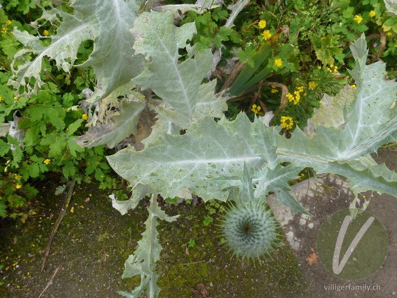 Eselsdistel: Blätter