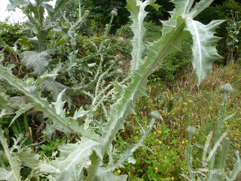 Eselsdistel: Blätter, Stengel