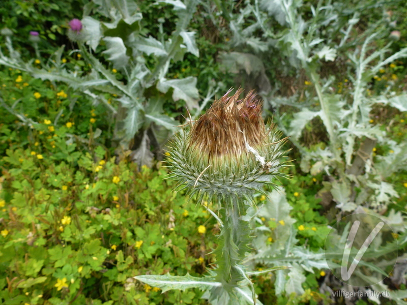 Eselsdistel: Blüten, Früchte