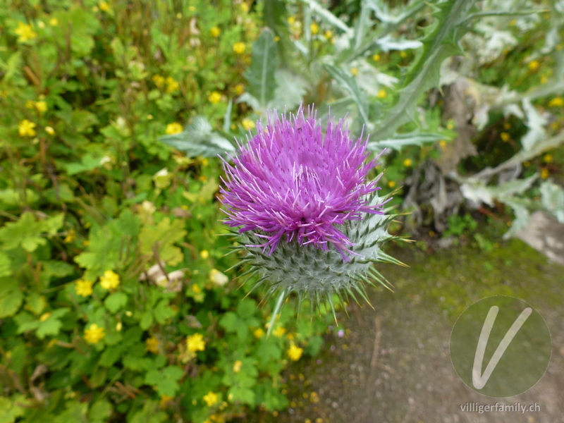 Eselsdistel: Blüten