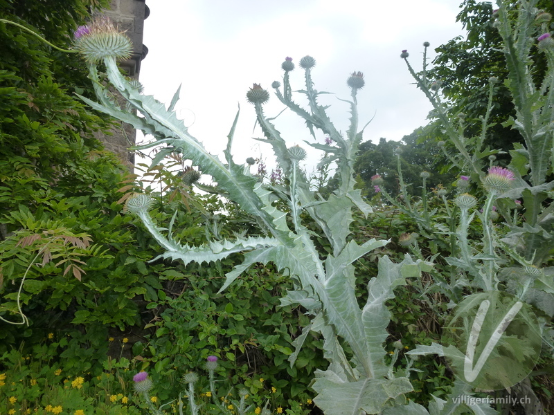 Eselsdistel: Gesamtbild, Blätter