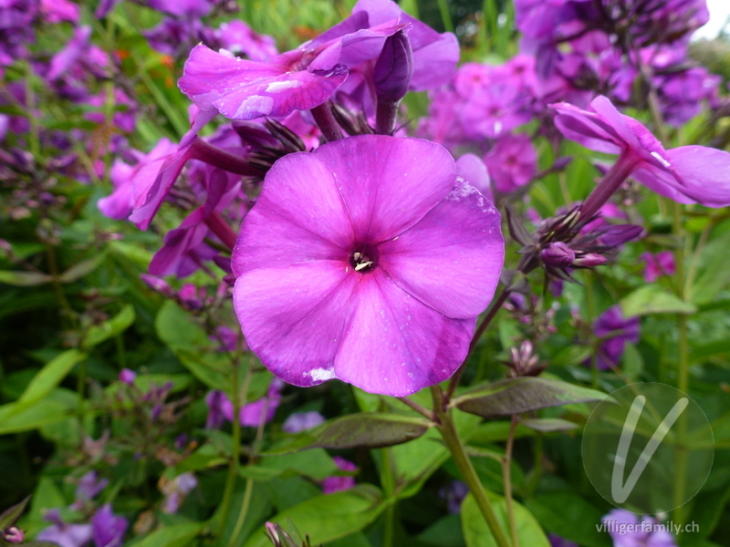 Rispige Flammenblume: Blüten