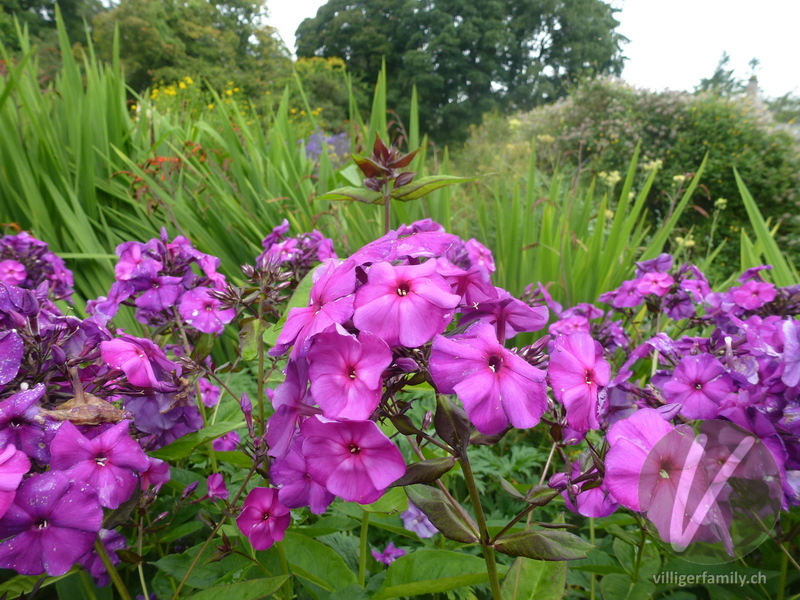 Rispige Flammenblume: Blüten