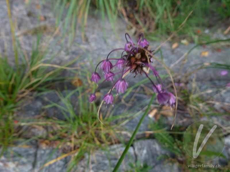 Gewöhnlicher Gekielter Lauch: Blüten