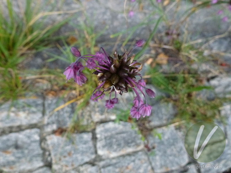 Gewöhnlicher Gekielter Lauch: Blüten