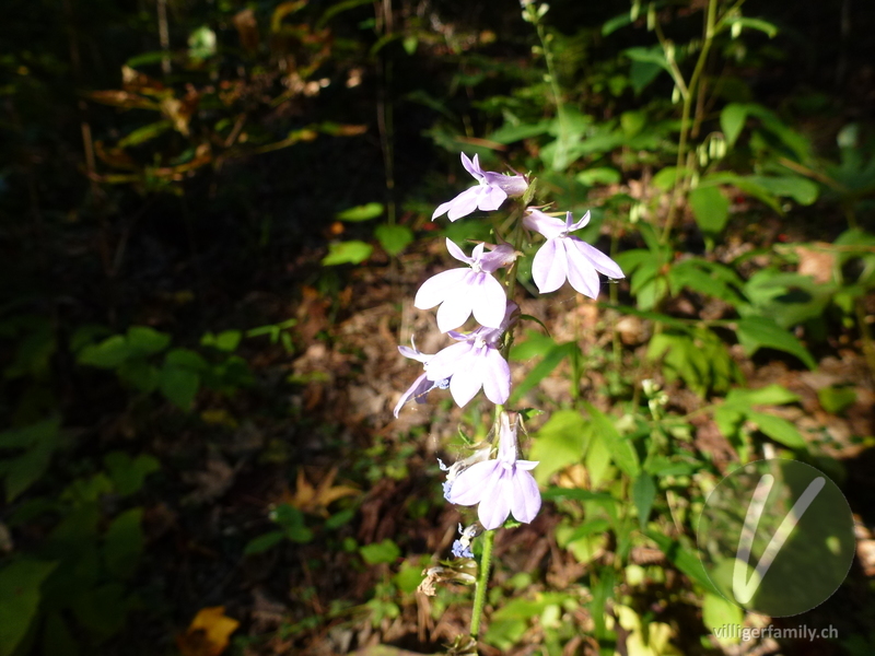 Lobelie (Lobelia puberula): Blüten