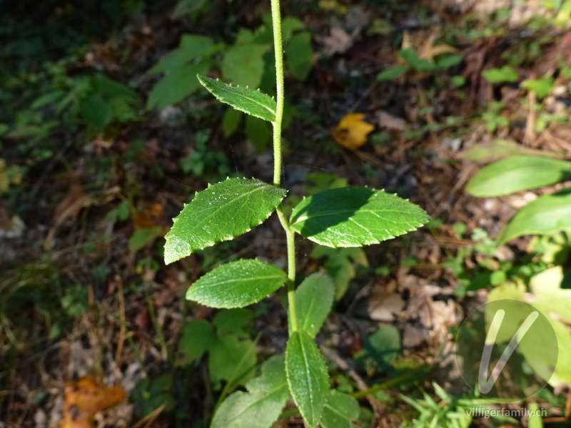 Lobelie (Lobelia puberula): Blätter, Stengel