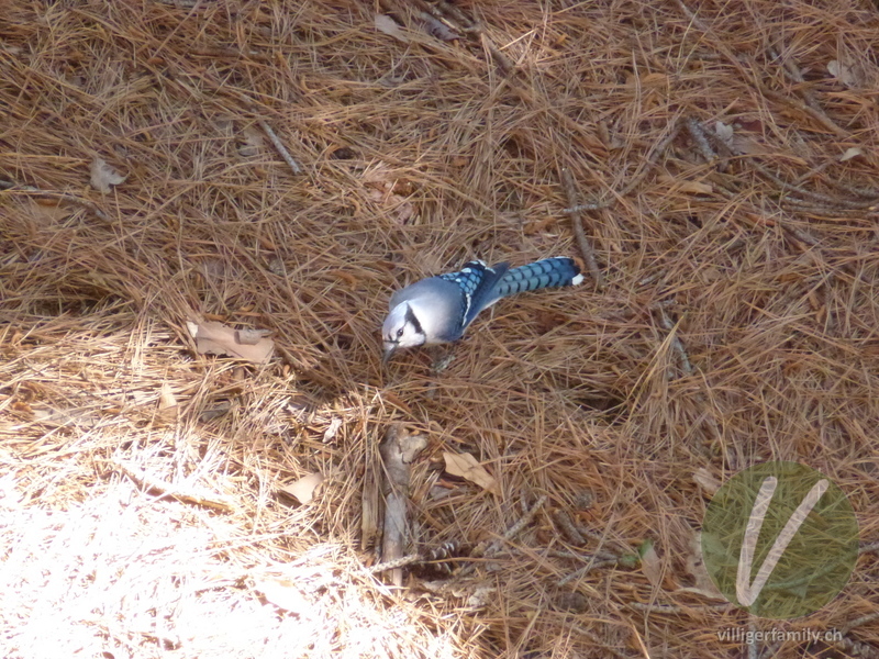 Blauhäher: 