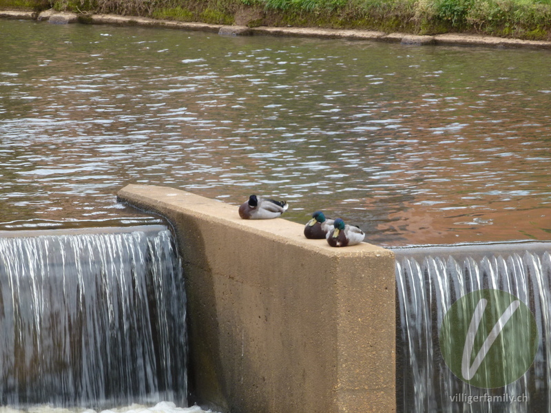 Stockente: 