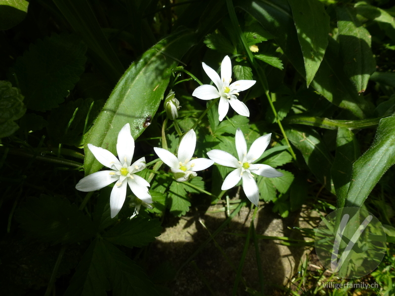 Doldiger Milchstern: Blüten, Gesamtbild