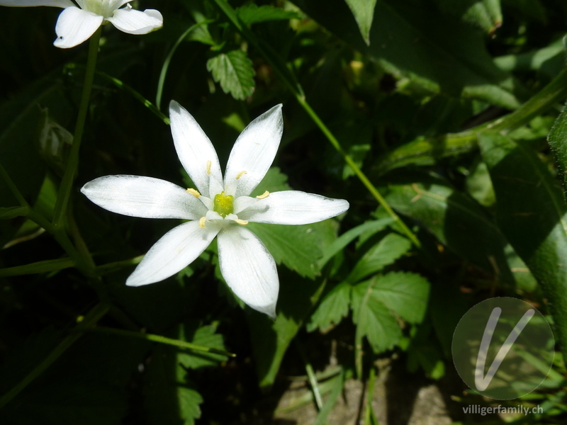 Doldiger Milchstern: Blüten