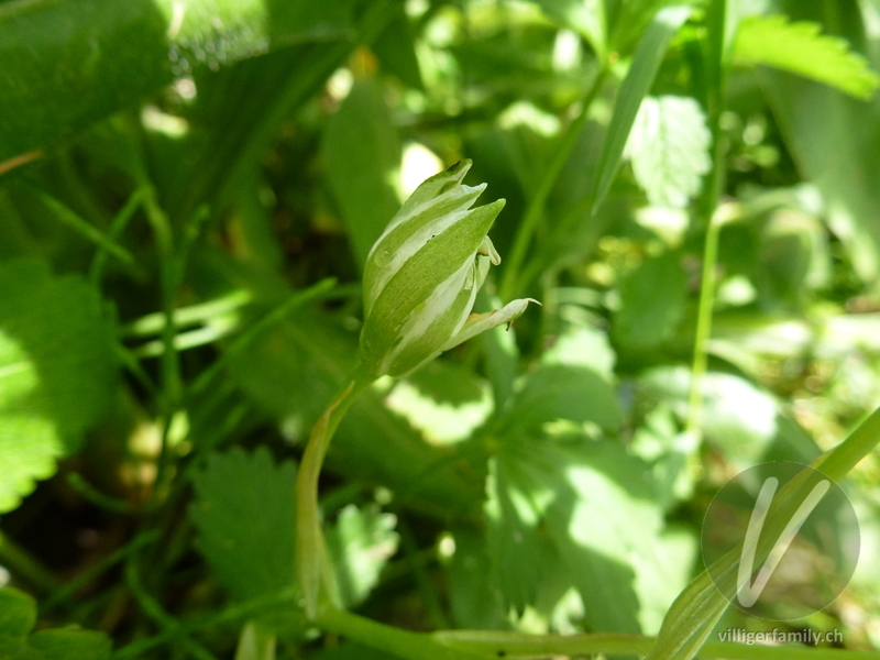 Doldiger Milchstern: Blüten