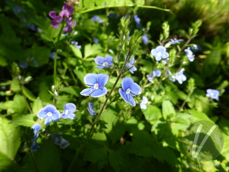 Gamander-Ehrenpreis: Blüten