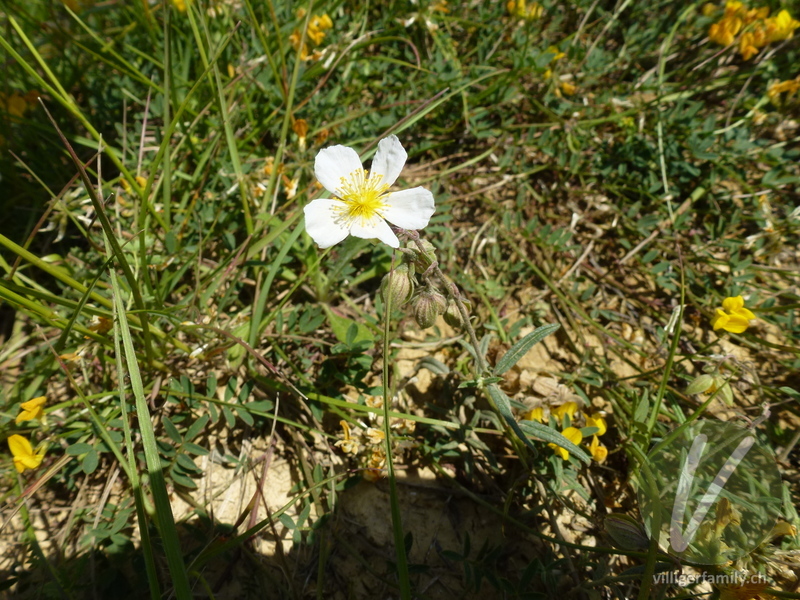 Apenninen-Sonnenröschen: Blüten