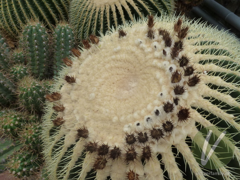 Goldkugelkaktus: Gesamtbild