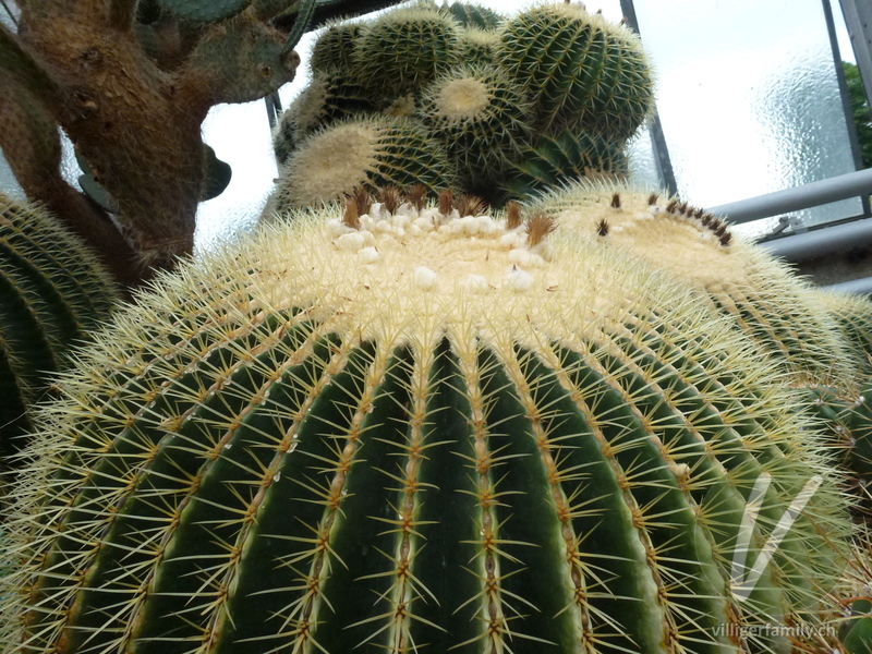Goldkugelkaktus: Gesamtbild
