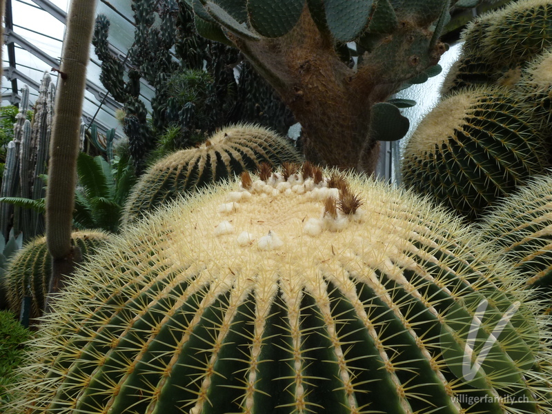 Goldkugelkaktus: Gesamtbild