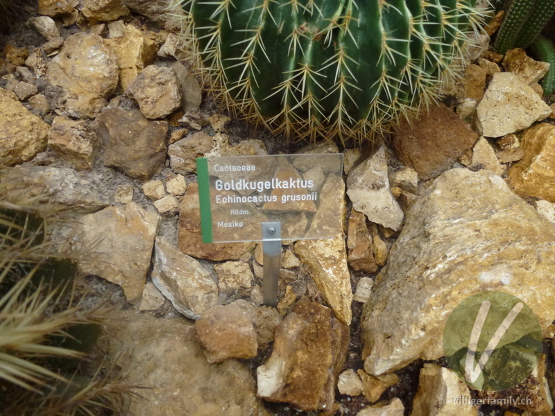 Goldkugelkaktus: Namensschild