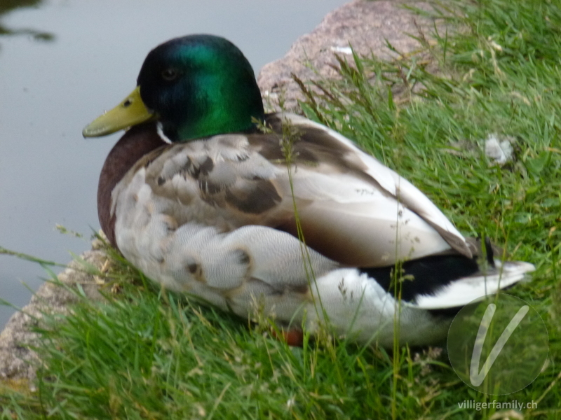 Stockente: 