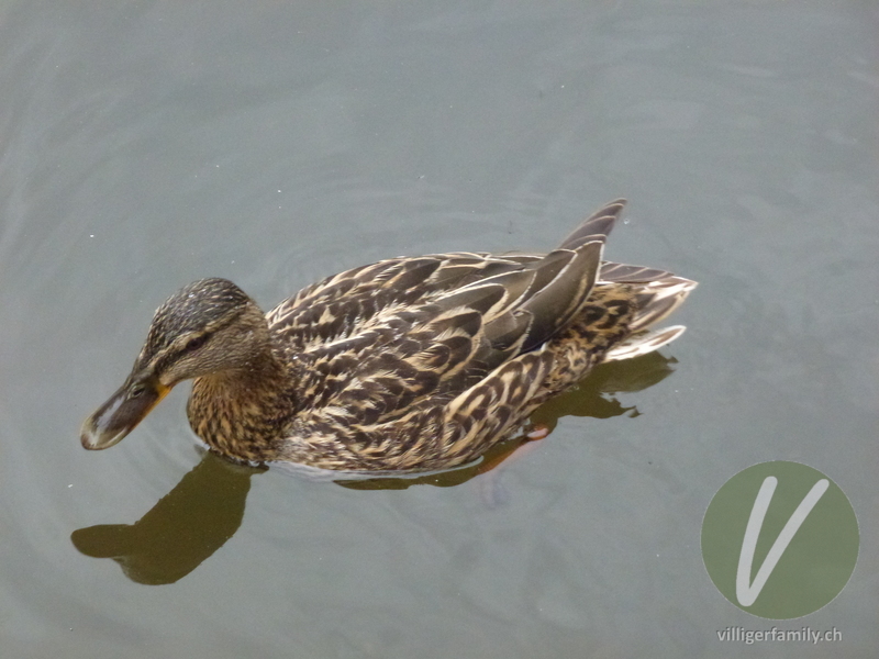 Stockente: 