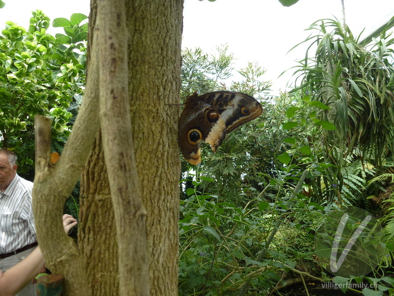 Grosser Eulenfalter: 