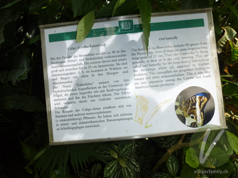 Grosser Eulenfalter: 