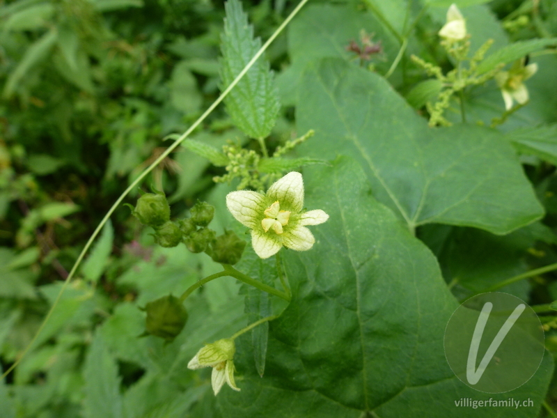 Zweihäusige Zaunrübe: Blüten