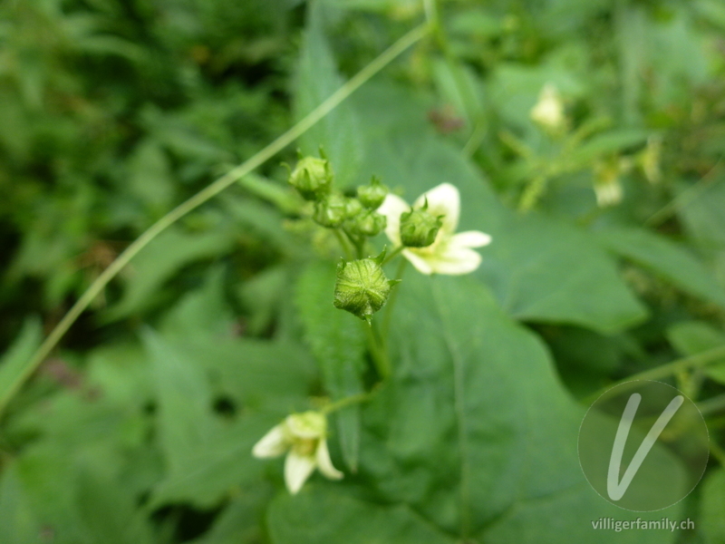 Zweihäusige Zaunrübe: Blüten