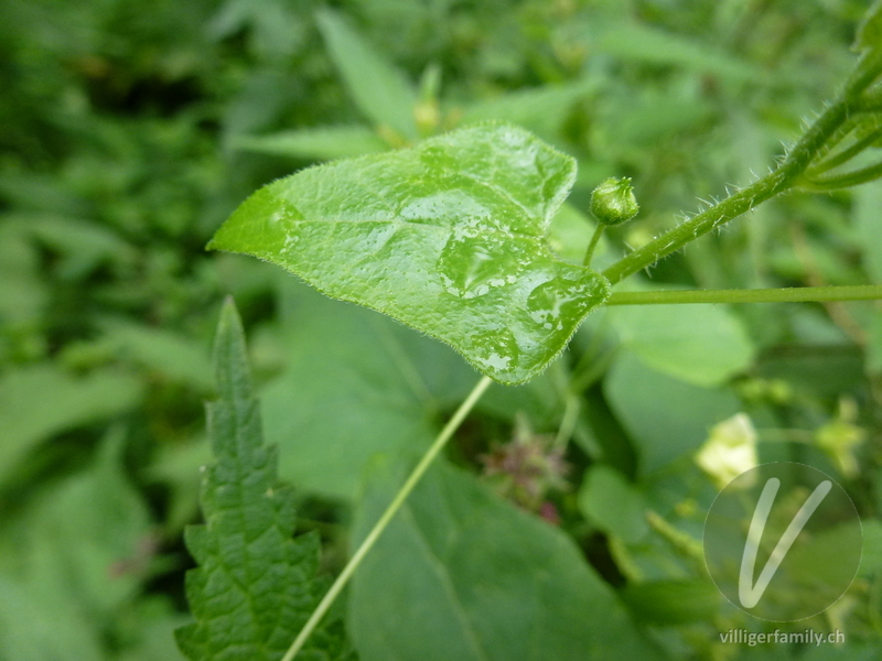 Zweihäusige Zaunrübe: Blätter