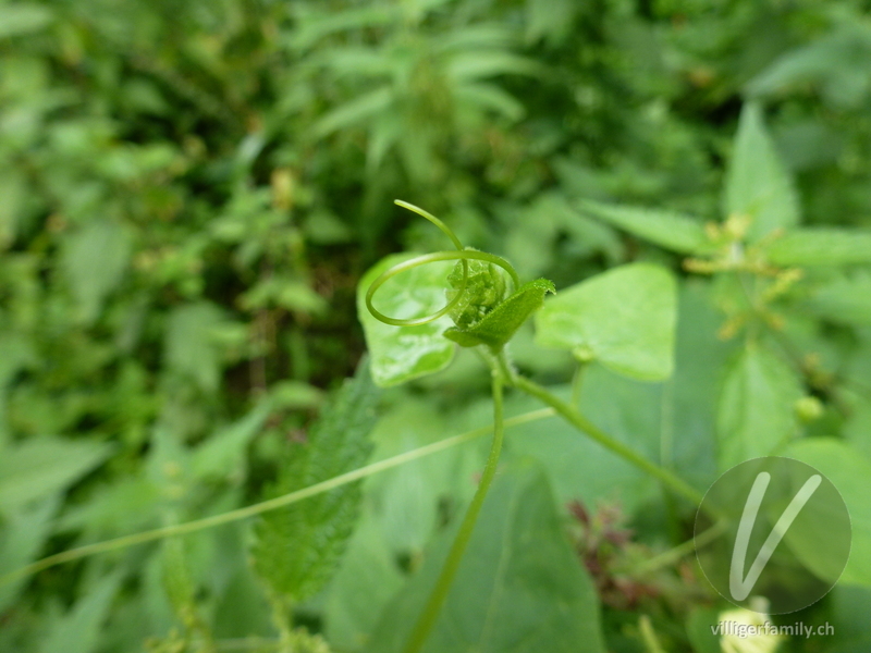 Zweihäusige Zaunrübe: Stengel